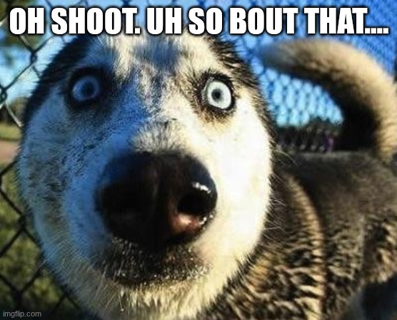 Scared dog | OH SHOOT. UH SO BOUT THAT.... | image tagged in scared dog | made w/ Imgflip meme maker
