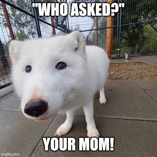 "WHO ASKED?"; YOUR MOM! | image tagged in comeback fops | made w/ Imgflip meme maker