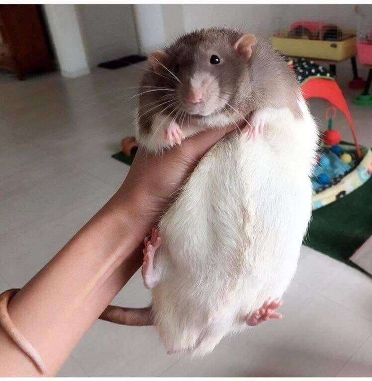 Rat Blank Meme Template