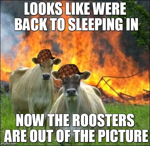 Evil Cows Meme | LOOKS LIKE WERE BACK TO SLEEPING IN NOW THE ROOSTERS ARE OUT OF THE PICTURE | image tagged in memes,evil cows,scumbag | made w/ Imgflip meme maker