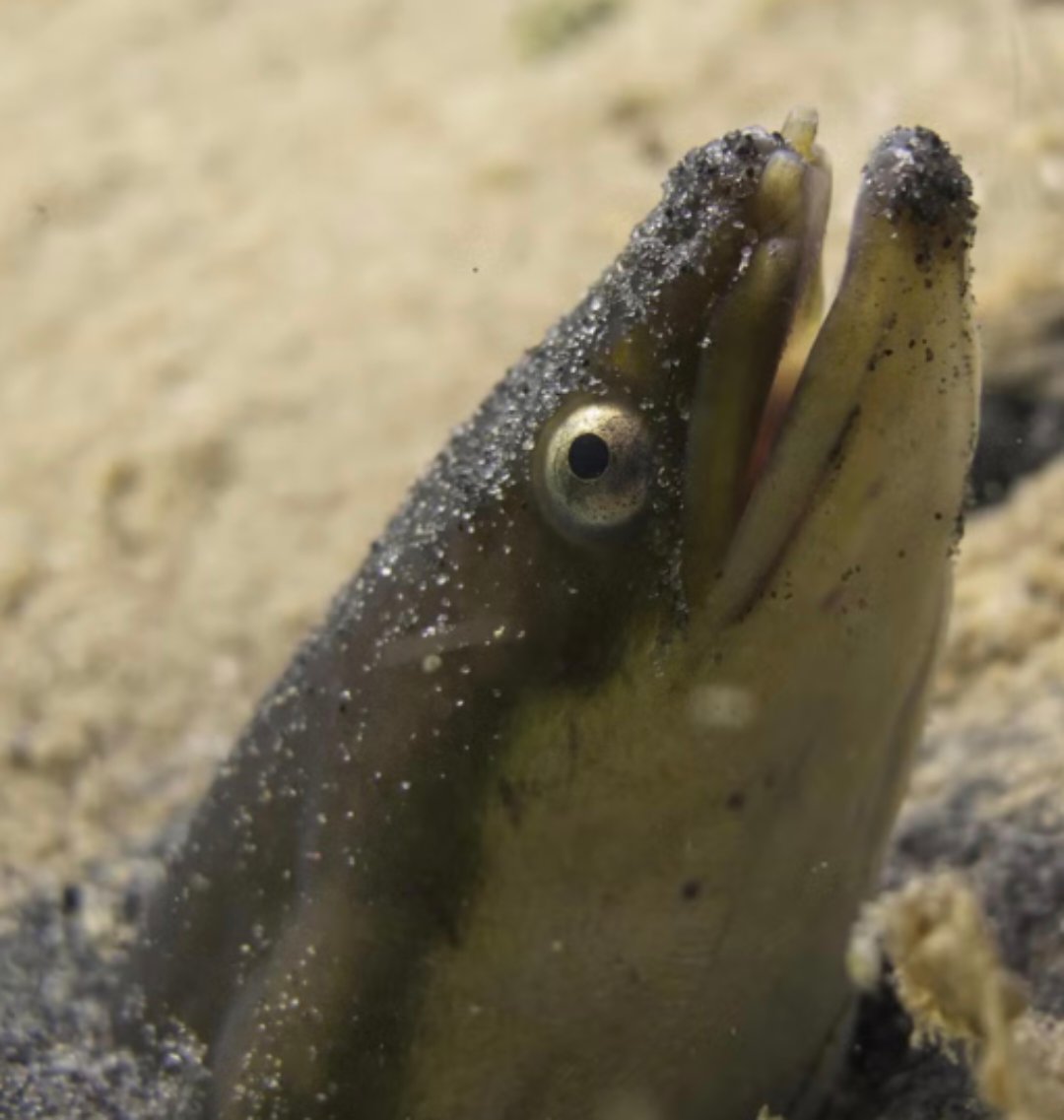 COCAINE EELS Blank Meme Template