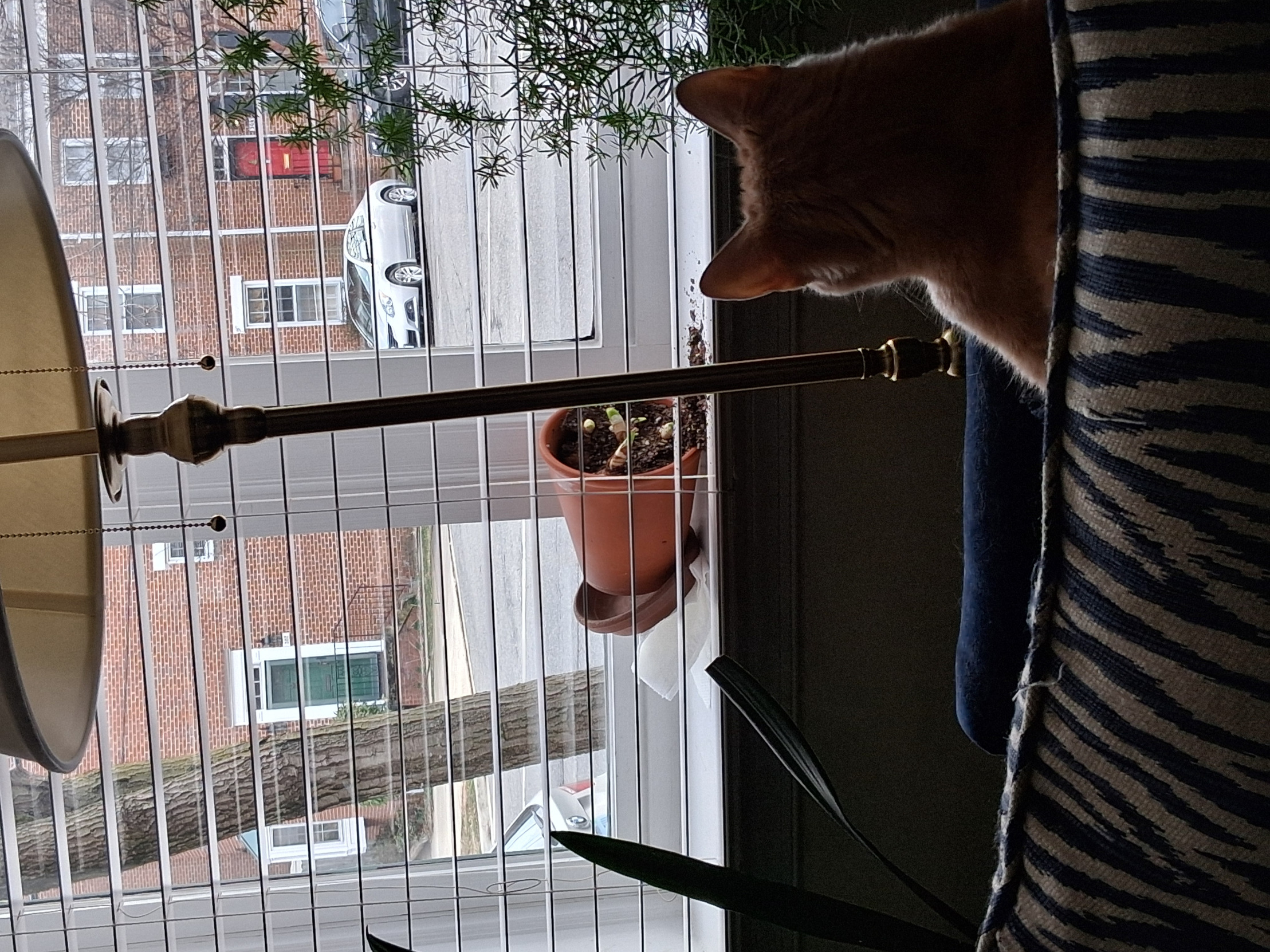 Phineas_"I do what I want!" Blank Meme Template