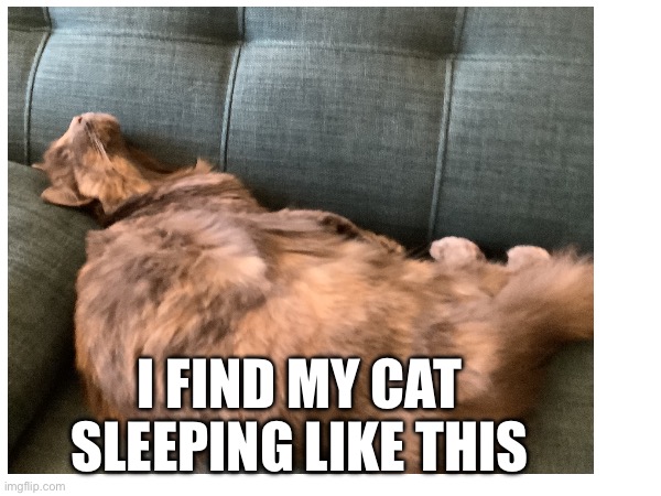 Cat is becoming hooman! | I FIND MY CAT SLEEPING LIKE THIS | image tagged in cats,hooman,sleep | made w/ Imgflip meme maker