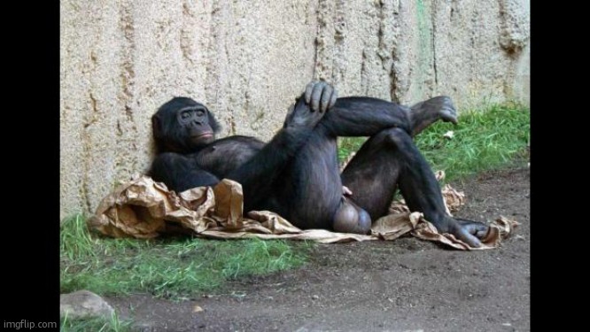 Big balls gorilla | image tagged in big balls gorilla | made w/ Imgflip meme maker