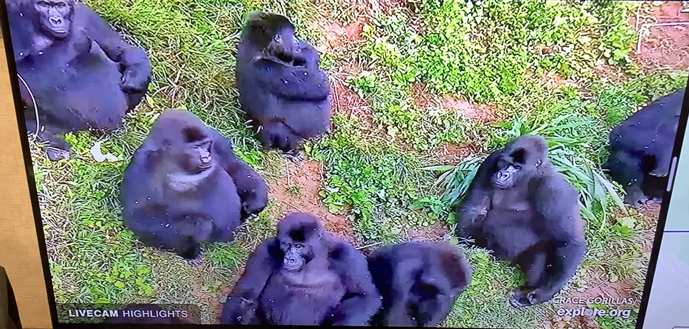 Gorilla Gorchilla Gang Blank Meme Template