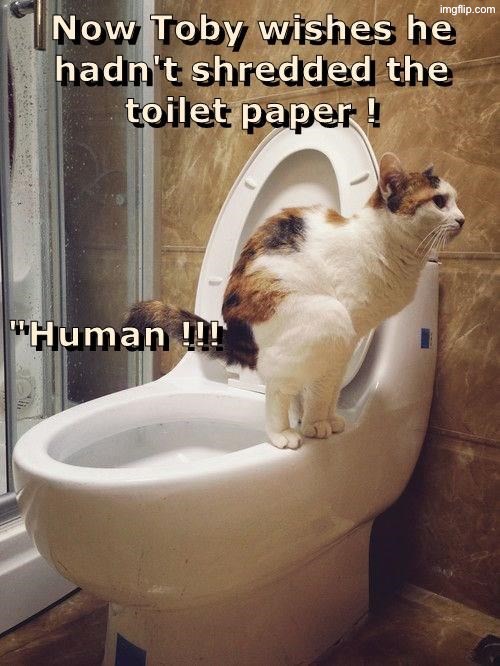 Toby Is Having Regrets | image tagged in cats,funny cats,regrets,pooping,no more toilet paper,duhhh dumbass | made w/ Imgflip meme maker