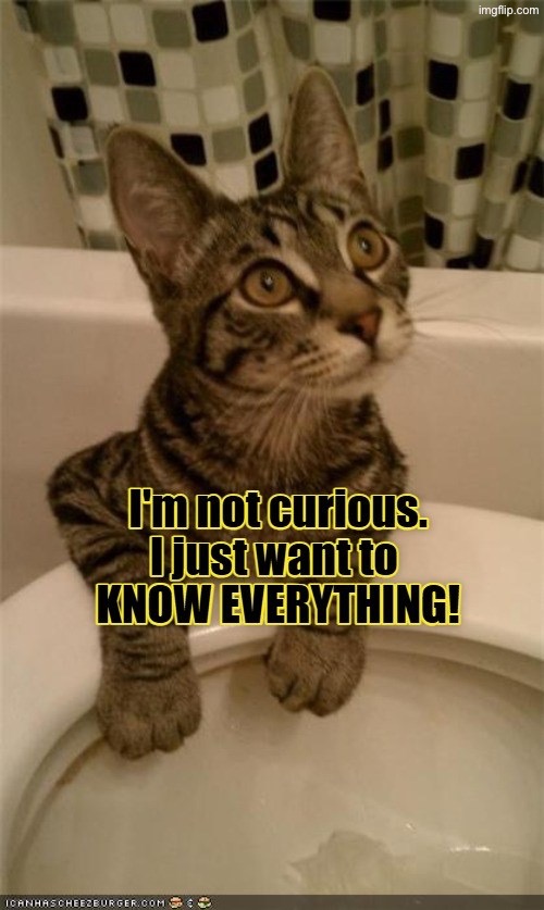 Same Thing | image tagged in cats,funny cats,curiosity,control freak,stalker,excuses | made w/ Imgflip meme maker