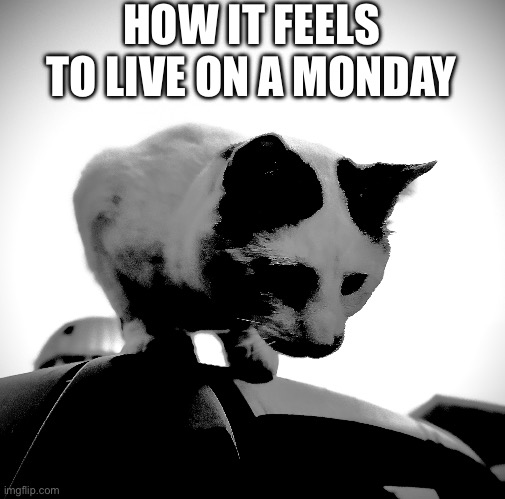 Not saying you should choose NOT to live. | HOW IT FEELS TO LIVE ON A MONDAY | image tagged in cat,monday,black and white,depression,custom template | made w/ Imgflip meme maker