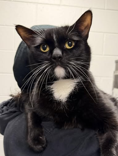 Brimley Cat Blank Meme Template