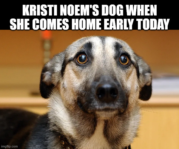 KRISTI NOEM'S DOG WHEN SHE COMES HOME EARLY TODAY | made w/ Imgflip meme maker