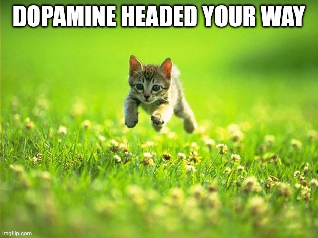 Dopamine headed your way | DOPAMINE HEADED YOUR WAY | image tagged in every time i smile god kills a kitten,mental health,positive thinking,happy | made w/ Imgflip meme maker