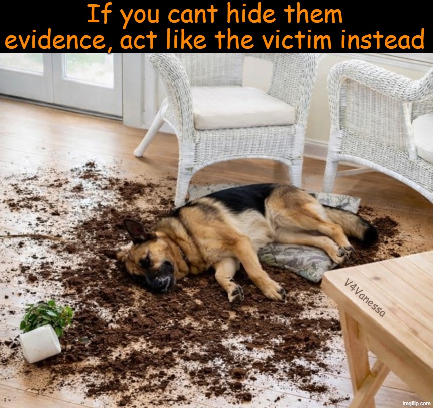 No playin' in the dam house! | If you cant hide them evidence, act like the victim instead; V4Vanessa | image tagged in i swear it wasn't me,dog,doggo,fun,trouble,actor | made w/ Imgflip meme maker