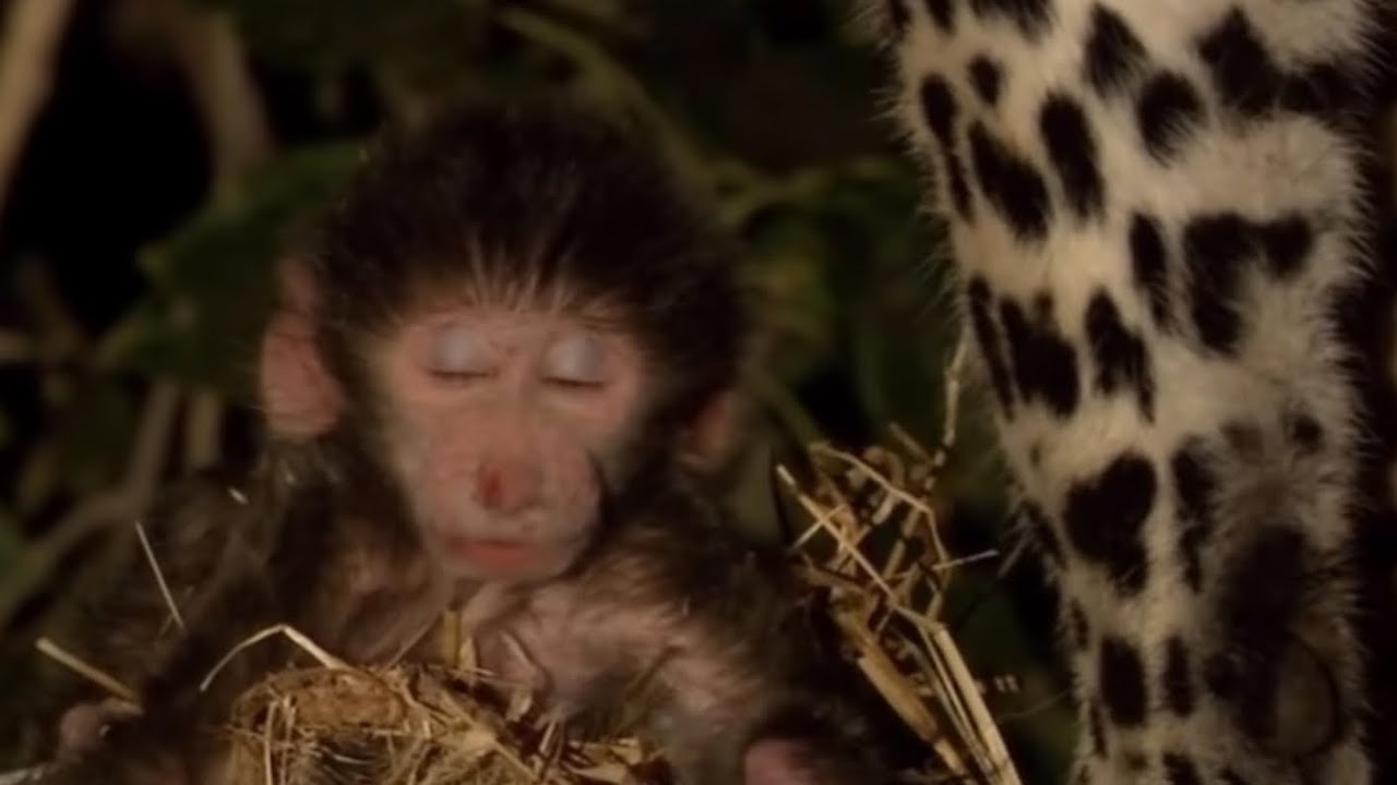 Monkey accepts fate Blank Meme Template