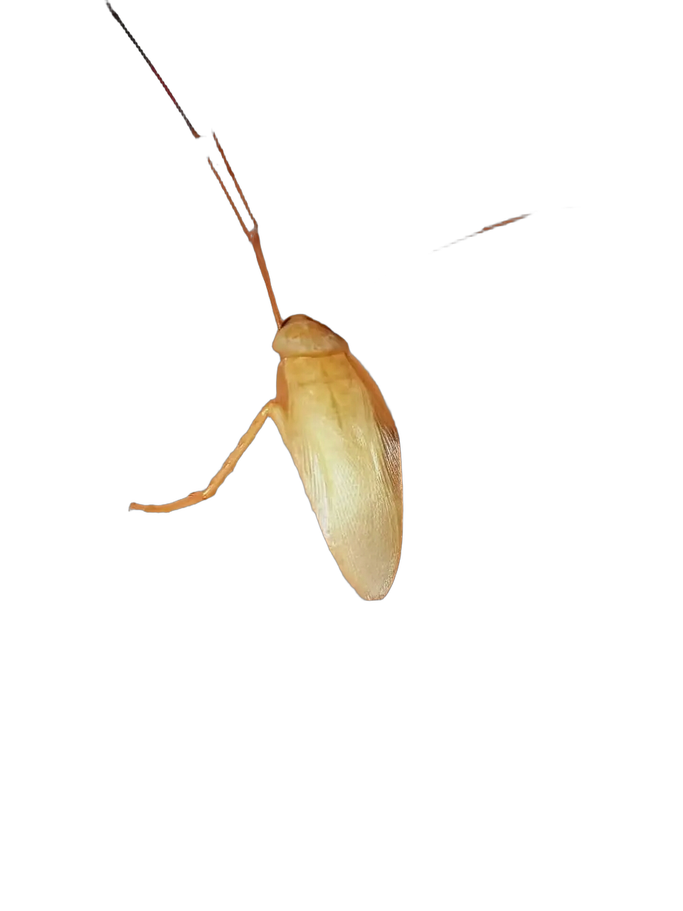 Cockroach Blank Meme Template