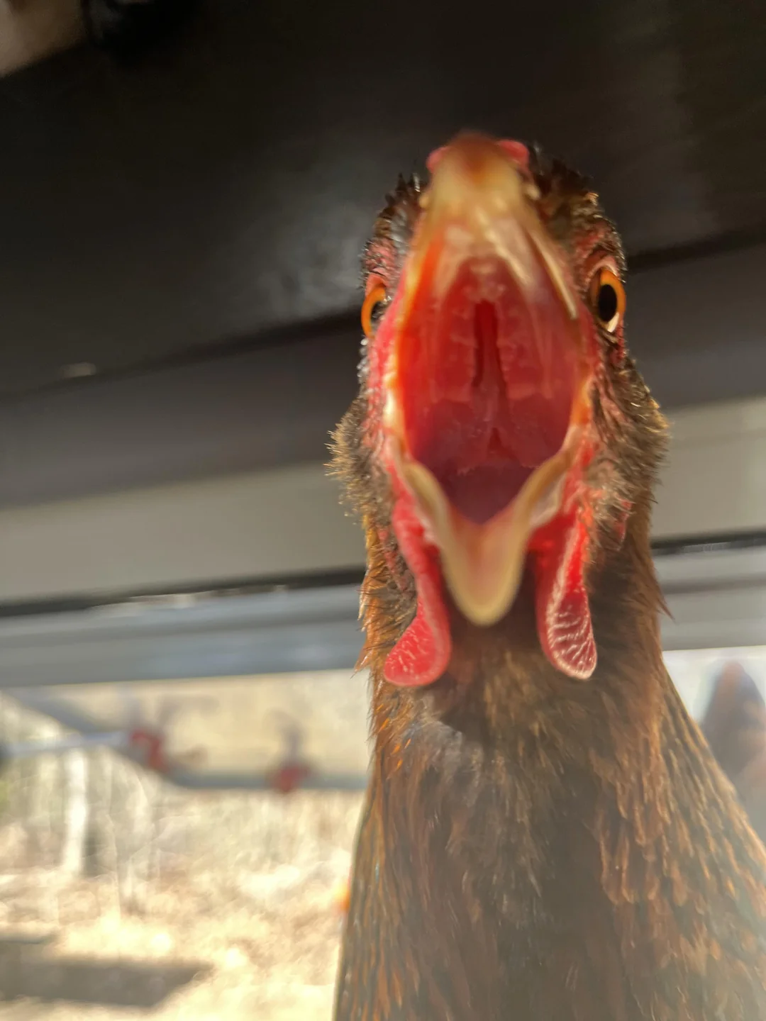 High Quality Chicken Screaming at you Blank Meme Template