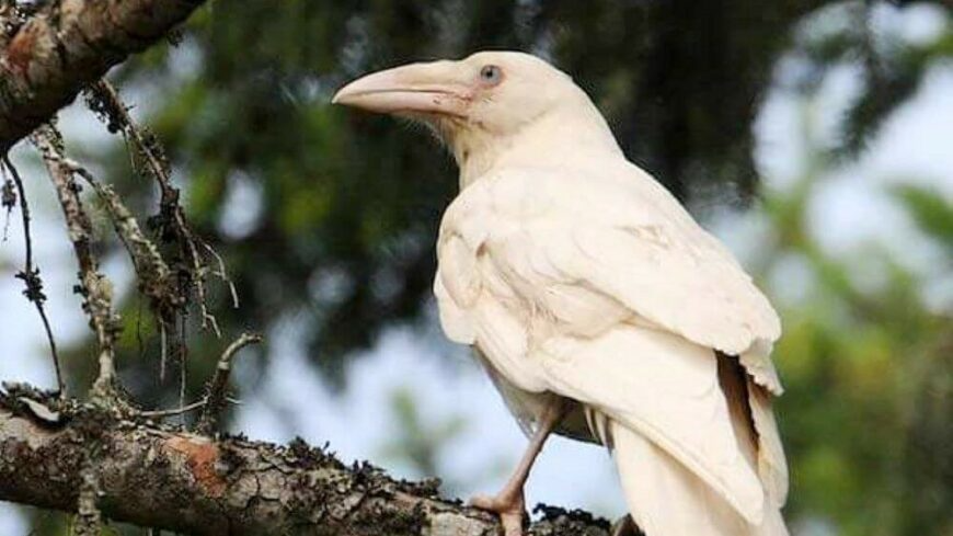 White raven Blank Meme Template