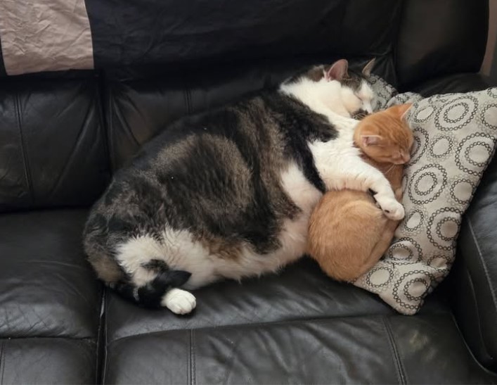 big cat snuggles Blank Meme Template