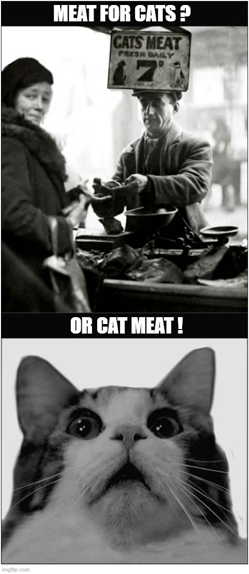 The Horror, The Horror ! | MEAT FOR CATS ? OR CAT MEAT ! | image tagged in cat,meat,horror | made w/ Imgflip meme maker