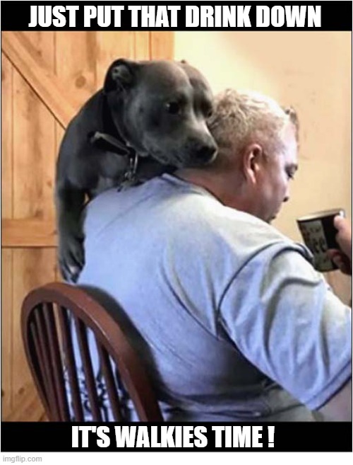 One Keen Dog ! | JUST PUT THAT DRINK DOWN; IT'S WALKIES TIME ! | image tagged in dogs,staffordshire,keen,walkies | made w/ Imgflip meme maker