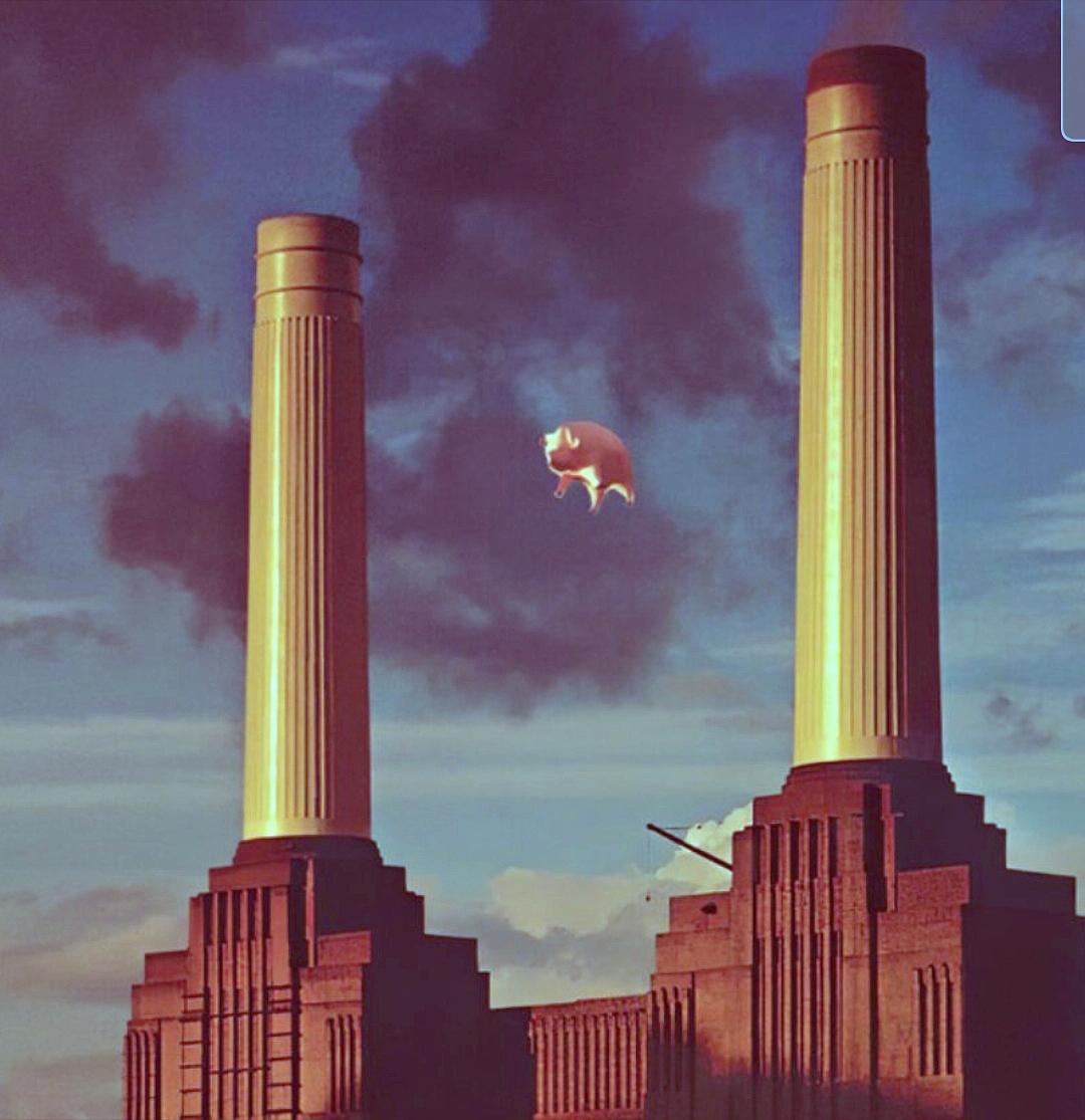 Pigs Blank Meme Template