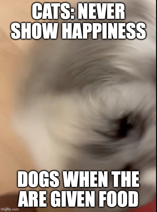 pom | CATS: NEVER SHOW HAPPINESS; DOGS WHEN THE ARE GIVEN FOOD | made w/ Imgflip meme maker
