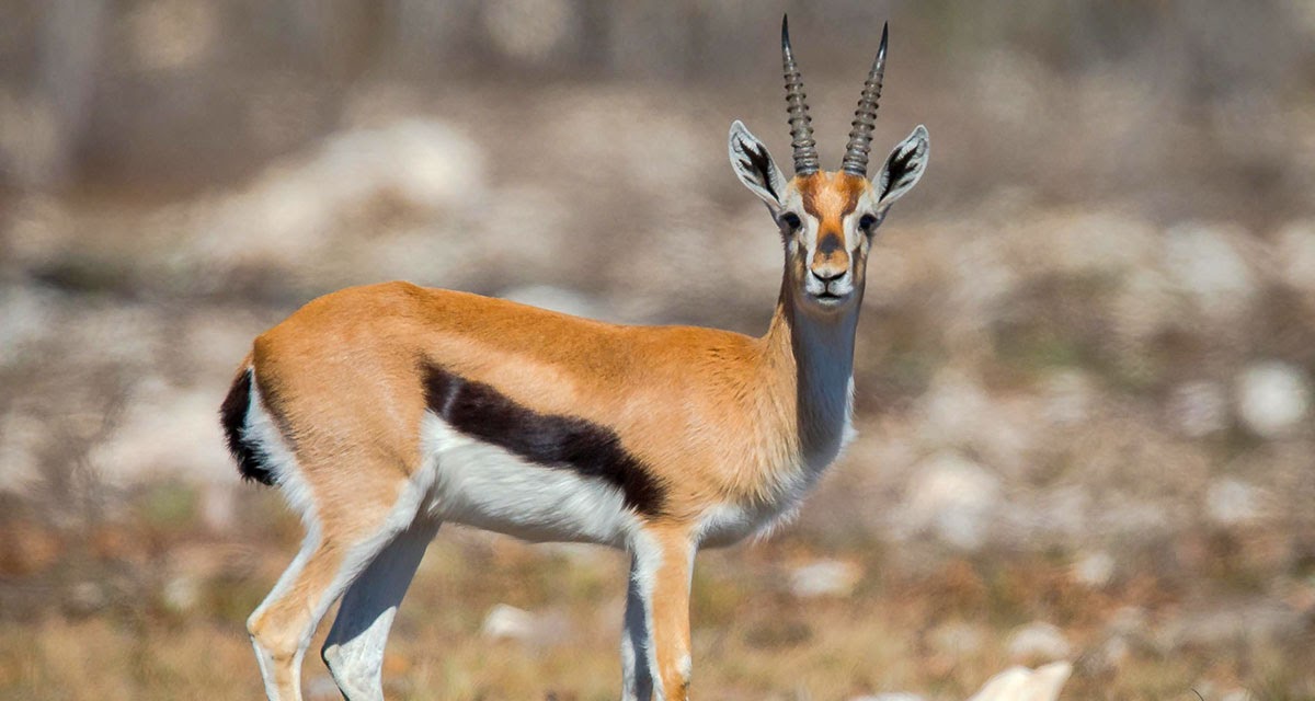 Cool Gazelle Blank Meme Template