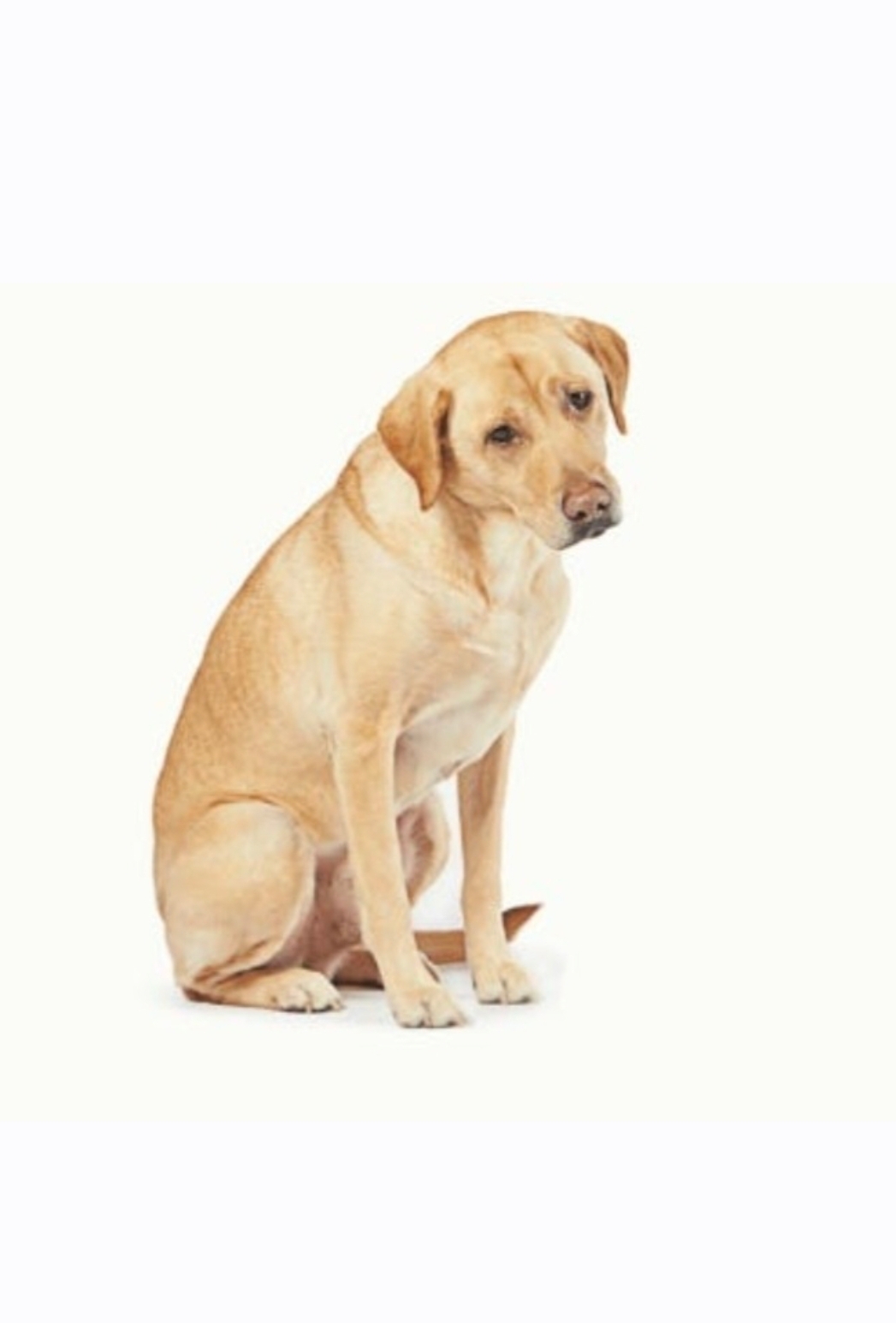 Amazon something went wrong Blank Meme Template