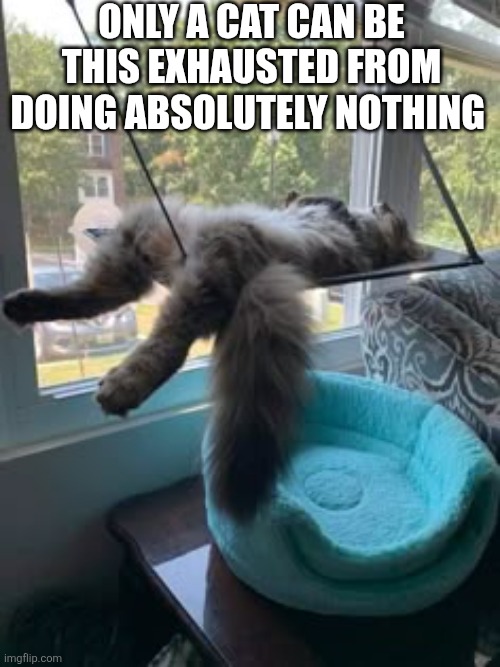 Only A Cat Can Be This Exhausted | ONLY A CAT CAN BE THIS EXHAUSTED FROM DOING ABSOLUTELY NOTHING | image tagged in chrisjoines1 | made w/ Imgflip meme maker