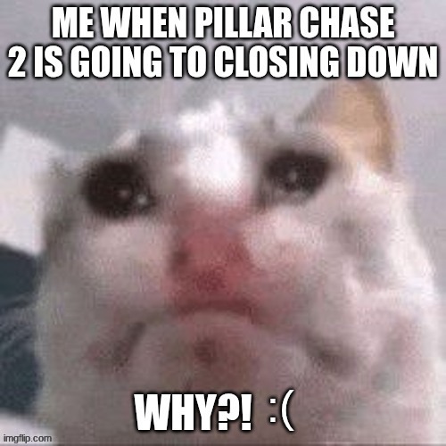 WHY IS IT CLOSING DOWN??!? | image tagged in sad cat,pillar chase 2,roblox | made w/ Imgflip meme maker
