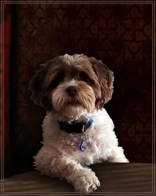 Most Interesting Dog Blank Meme Template