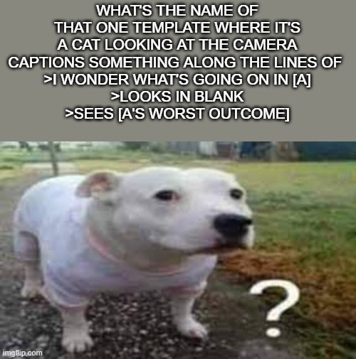 help me out gang | WHAT'S THE NAME OF THAT ONE TEMPLATE WHERE IT'S A CAT LOOKING AT THE CAMERA CAPTIONS SOMETHING ALONG THE LINES OF 
>I WONDER WHAT'S GOING ON IN [A]
>LOOKS IN BLANK
>SEES [A'S WORST OUTCOME] | image tagged in dog question mark | made w/ Imgflip meme maker