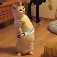 cat holding knife Blank Meme Template