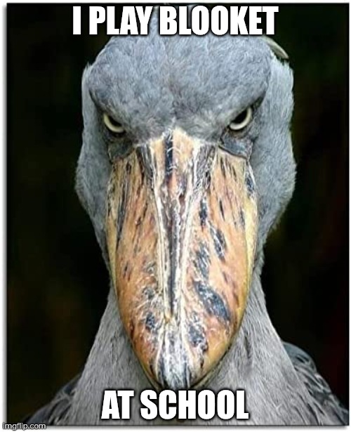 bird knows | I PLAY BLOOKET AT SCHOOL | image tagged in bird knows | made w/ Imgflip meme maker