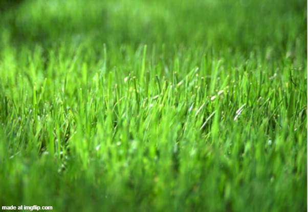 grass is greener | image tagged in grass is greener | made w/ Imgflip meme maker