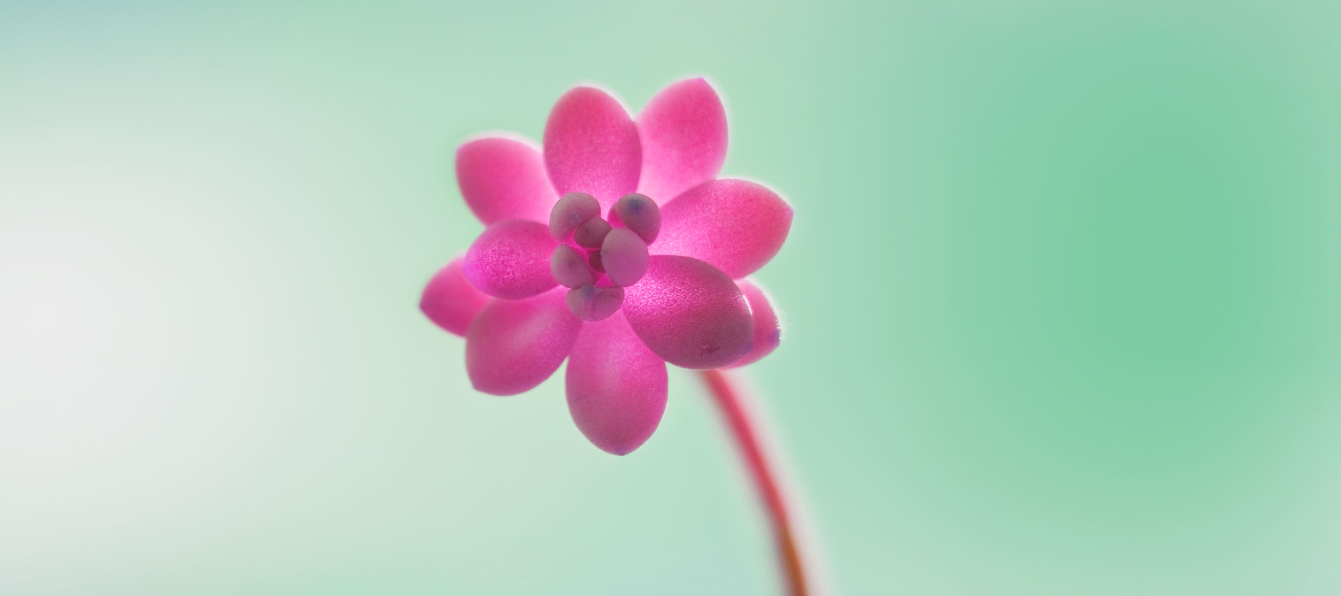 Flower Blank Meme Template