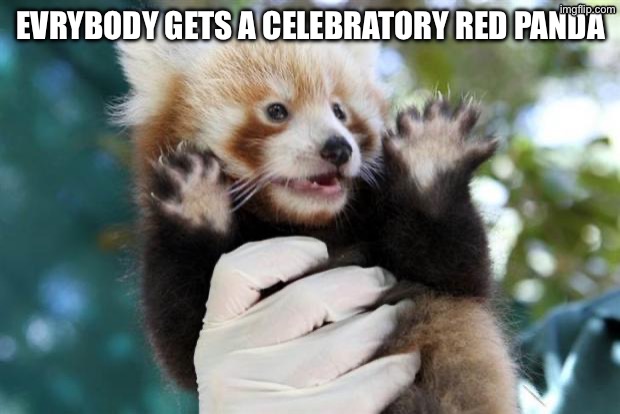 Celebratory (Red) Panda | EVRYBODY GETS A CELEBRATORY RED PANDA | image tagged in celebratory red panda | made w/ Imgflip meme maker