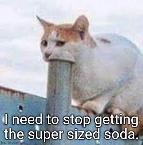 Oversized Soda | I need to stop getting the super sized soda. | image tagged in cat suck,soda,funny memes | made w/ Imgflip meme maker
