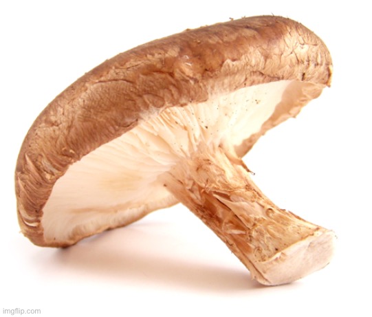 Shiitake Mushroom | image tagged in shiitake mushroom | made w/ Imgflip meme maker