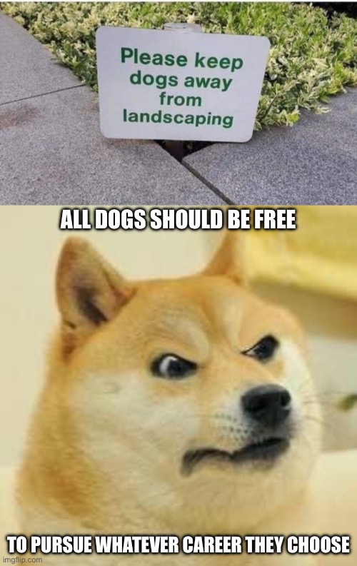 Good Job for a Dog | ALL DOGS SHOULD BE FREE; TO PURSUE WHATEVER CAREER THEY CHOOSE | image tagged in angry doge,job,career,freedom,landscape | made w/ Imgflip meme maker
