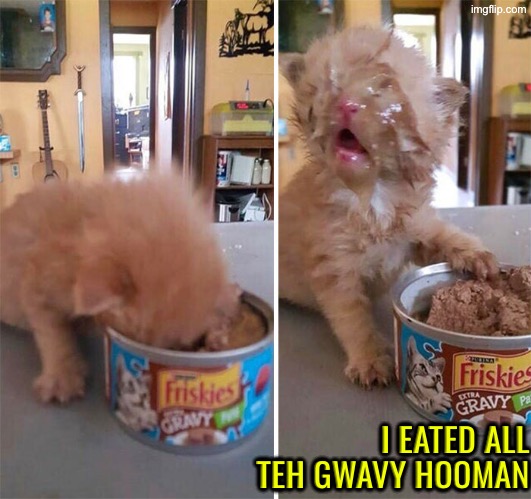 I Eated It All | I EATED ALL TEH GWAVY HOOMAN | image tagged in cats,funny cats,kittens,cute kitten,gravy,messy | made w/ Imgflip meme maker