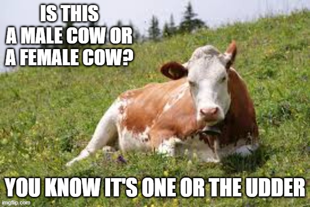 Is this a male cow or a female cow ?   --  funny  -- | IS THIS A MALE COW OR A FEMALE COW? YOU KNOW IT'S ONE OR THE UDDER | image tagged in play on words,funny,humor,cow,riddle | made w/ Imgflip meme maker