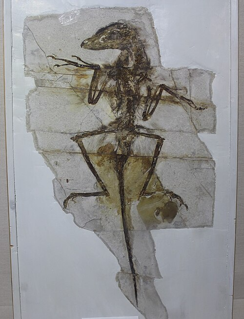 Confused Sinornithosaurus Blank Meme Template