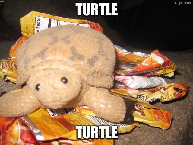 TURTLE | TURTLE; TURTLE | image tagged in turtle,i like turtles | made w/ Imgflip meme maker
