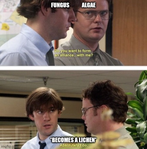 The Office - Do you want to form an alliance | FUNGUS            ALGAE; *BECOMES A LICHEN* | image tagged in the office - do you want to form an alliance | made w/ Imgflip meme maker