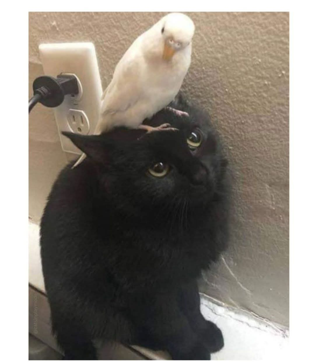 parrot on cat Blank Meme Template