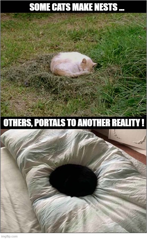 Impressive Abilities ! | SOME CATS MAKE NESTS ... OTHERS, PORTALS TO ANOTHER REALITY ! | image tagged in cats,impressive,talent | made w/ Imgflip meme maker