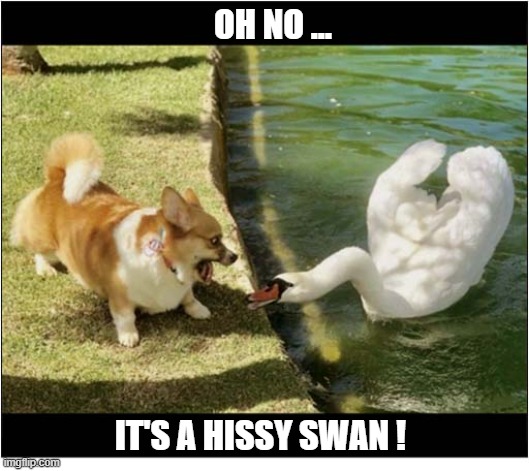 The Protector Of The Lakeside ! | OH NO ... IT'S A HISSY SWAN ! | image tagged in dogs,corgi,lake,hissy,swan | made w/ Imgflip meme maker