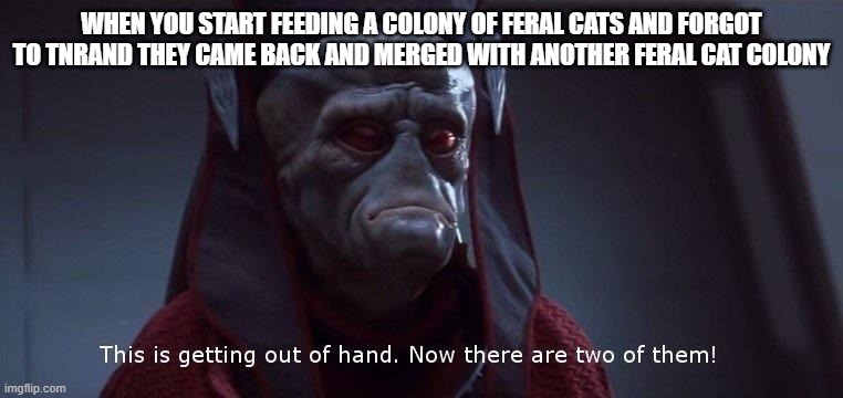 star wars memes/ cat memes | WHEN YOU START FEEDING A COLONY OF FERAL CATS AND FORGOT TO TNRAND THEY CAME BACK AND MERGED WITH ANOTHER FERAL CAT COLONY | image tagged in two of them | made w/ Imgflip meme maker