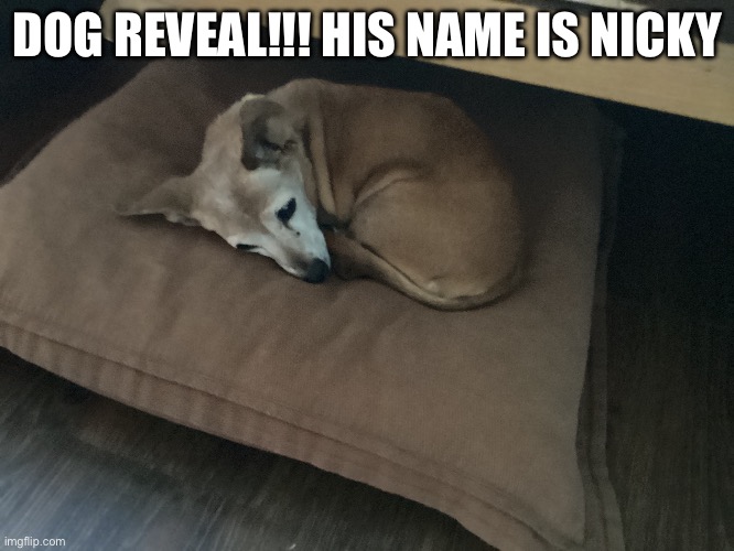 DOG REVEAL!!! HIS NAME IS NICKY | image tagged in hot dog,dog | made w/ Imgflip meme maker