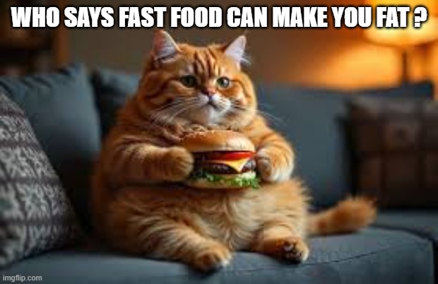 Who said that Fast Food can make you fat? | WHO SAYS FAST FOOD CAN MAKE YOU FAT ? | image tagged in cat,kittens,funny,humor,fast food,fat cat | made w/ Imgflip meme maker